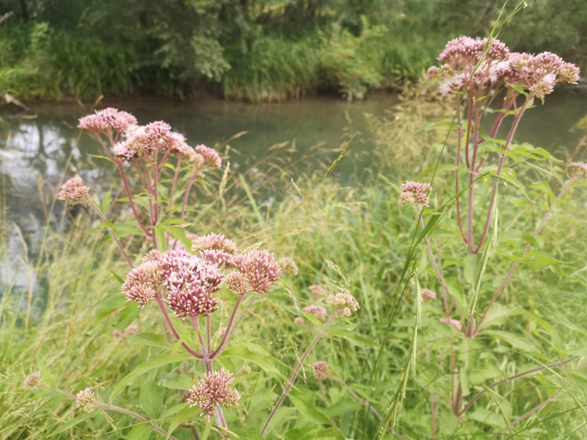 Conception de jardins éco responsable